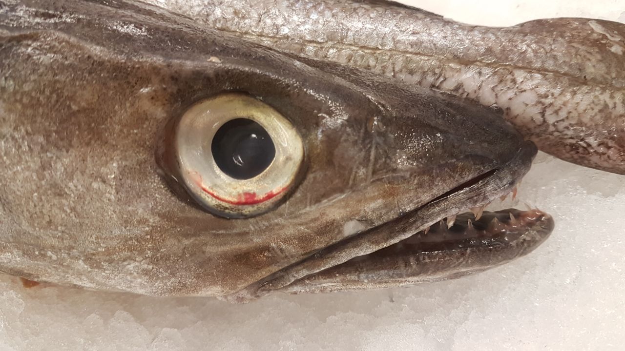 068-IMG-20170519-WA0003