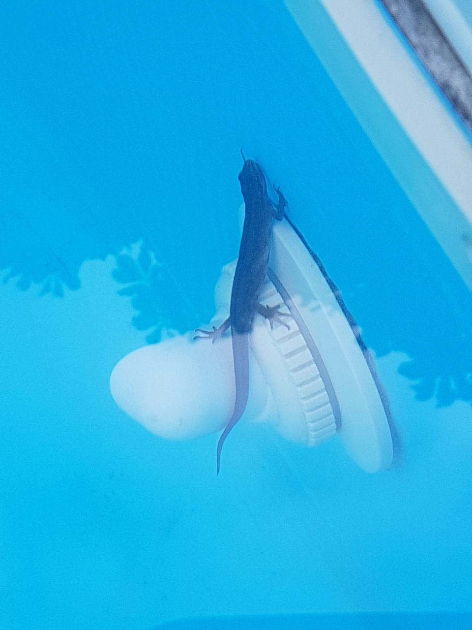 076-IMG-20170717-WA0006